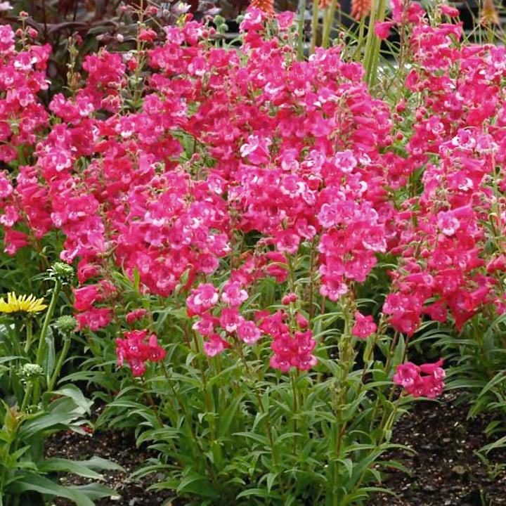 Penstemon 'Cha Cha Hot Pink' PP26699 Cha Cha™ Hot Pink Penstemon, 12 Inch Perennial