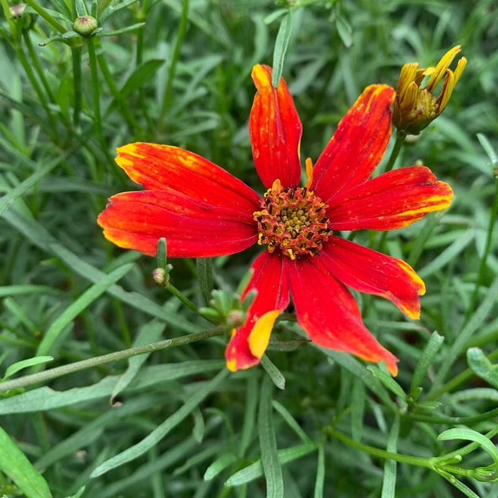 Coreopsis verticillata 'Lady Bird' Threadleaf Coreopsis, 1 Gallon Perennial