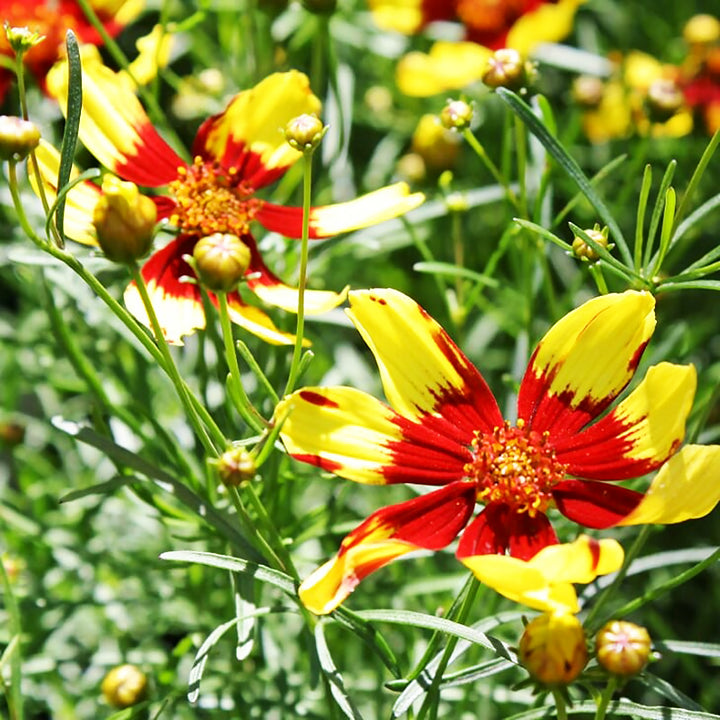 Coreopsis verticillata 'Firefly' Threadleaf Coreopsis, 1 Gallon Perennial