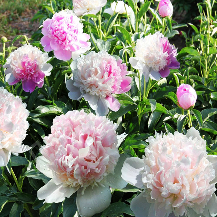 Paeonia lactiflora 'Mr. Ed' Peony, 2 Gallon Perennial