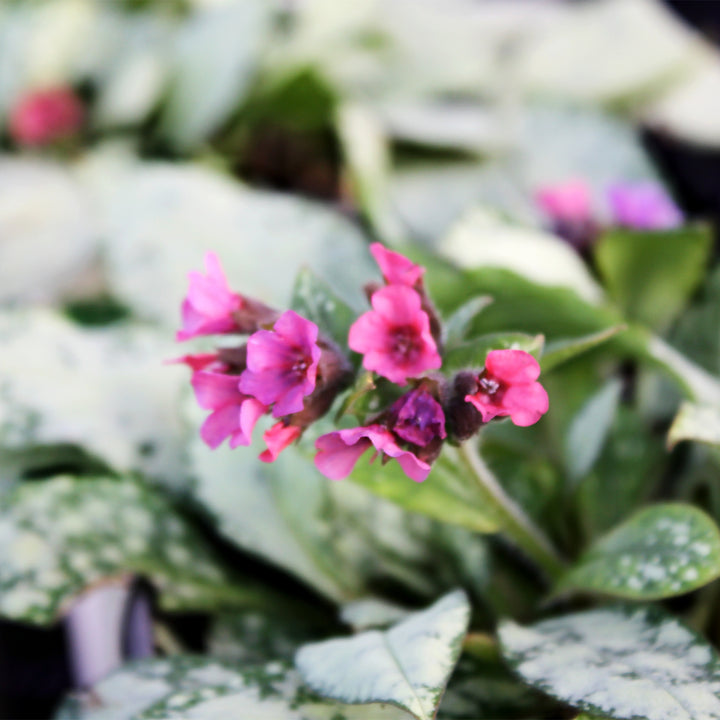 Pulmonaria 'Silver Bouquet' Pulmonaria, 1 Gallon Perennial