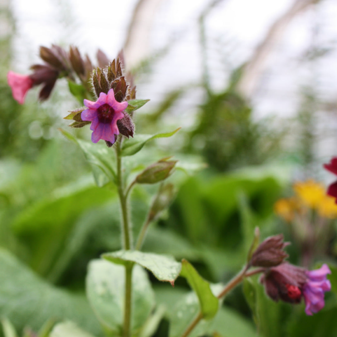 Pulmonaria 'Silver Bouquet' Pulmonaria, 1 Gallon Perennial