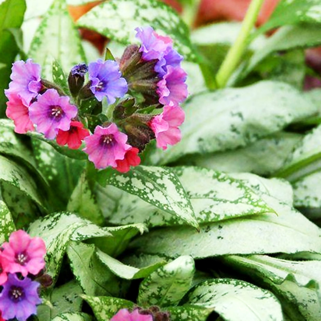 Pulmonaria 'Silver Bouquet' Pulmonaria, 1 Gallon Perennial