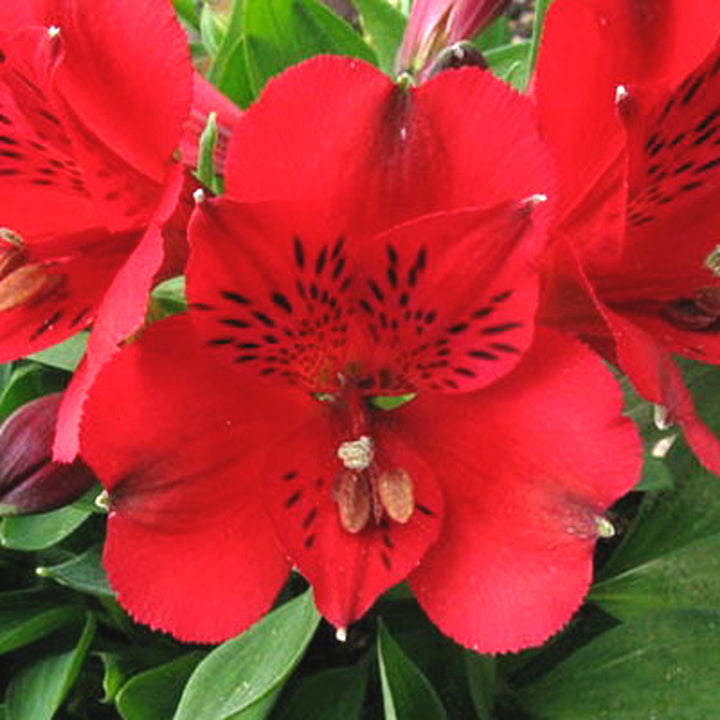Alstroemeria x 'Inca Bandit' Inca Bandit® Peruvian Lily, 12 Inch Perennial