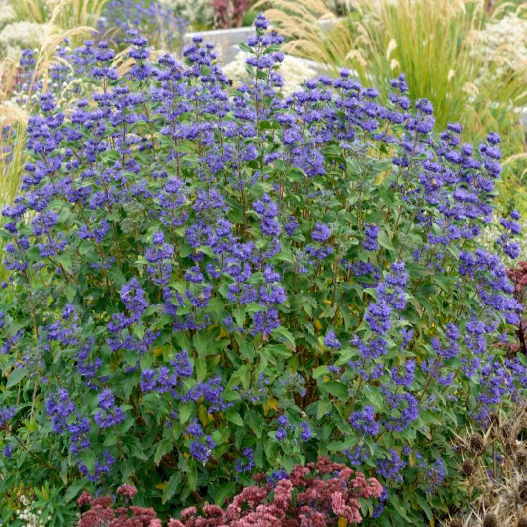 Caryopteris x clandonensis 'Inoveris' Grand Bleu Caryopteris, 1 Gallon Perennial