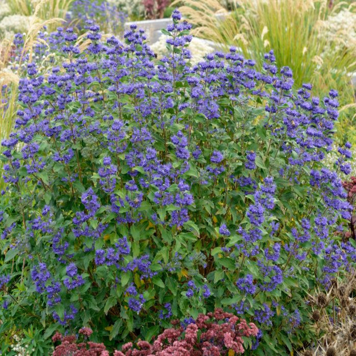Caryopteris x clandonensis 'Inoveris' Grand Bleu Caryopteris, 1 Gallon Perennial