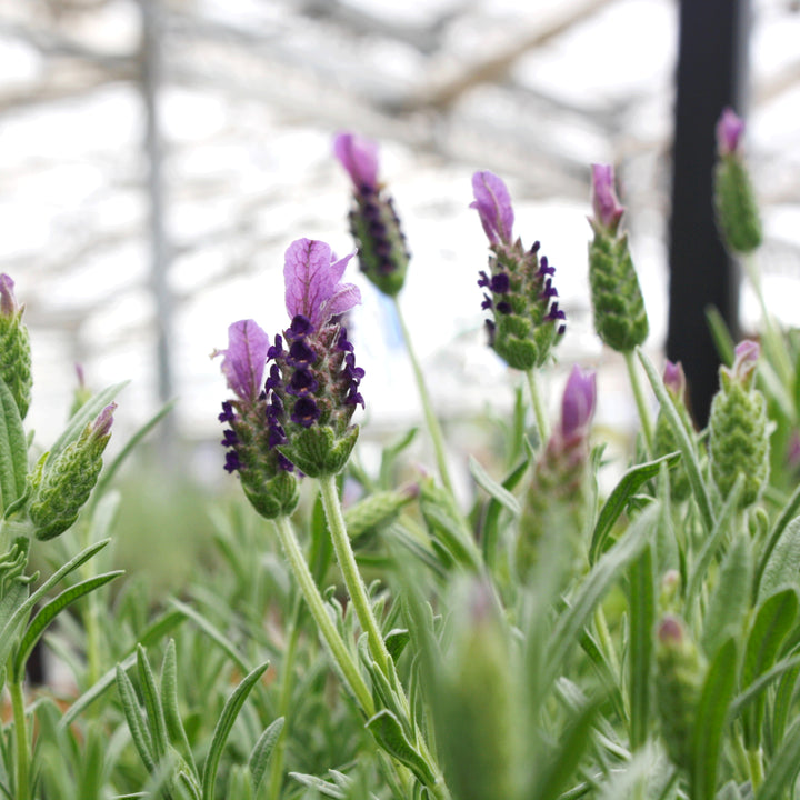 Lavandula stoechas 'Anouk Deluxe 901' Anouk Supreme Spanish Lavender, 1 Gallon Perennial