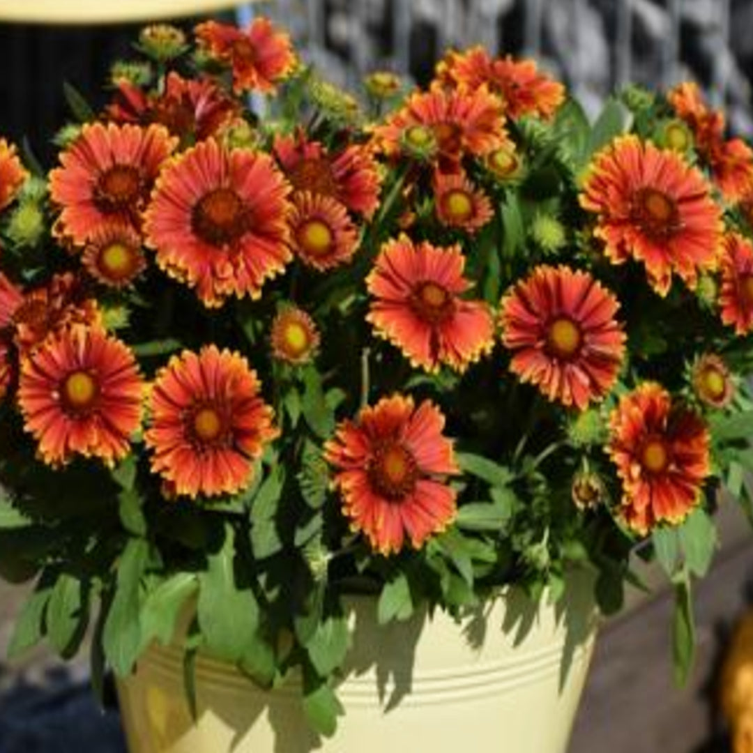 Gaillardia aristata 'Bargaispinor' PP29205 SpinTop® Orange Halo Blanket Flower, 1 Gallon Perennial