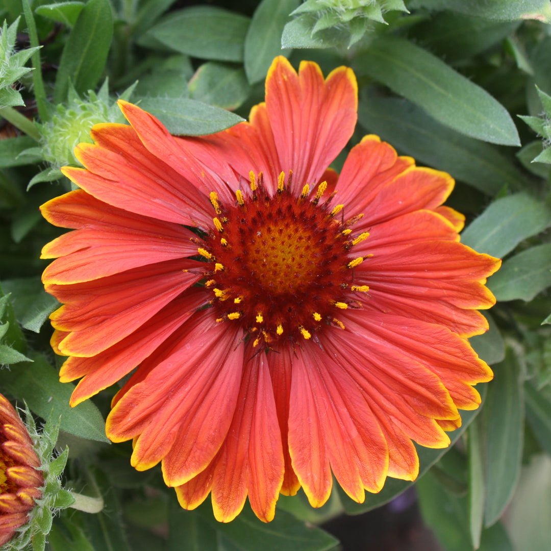 Gaillardia aristata 'Bargaispinyel' PP29206 SpinTop® Yellow Touch Blanket Flower, 1 Gallon Perennial