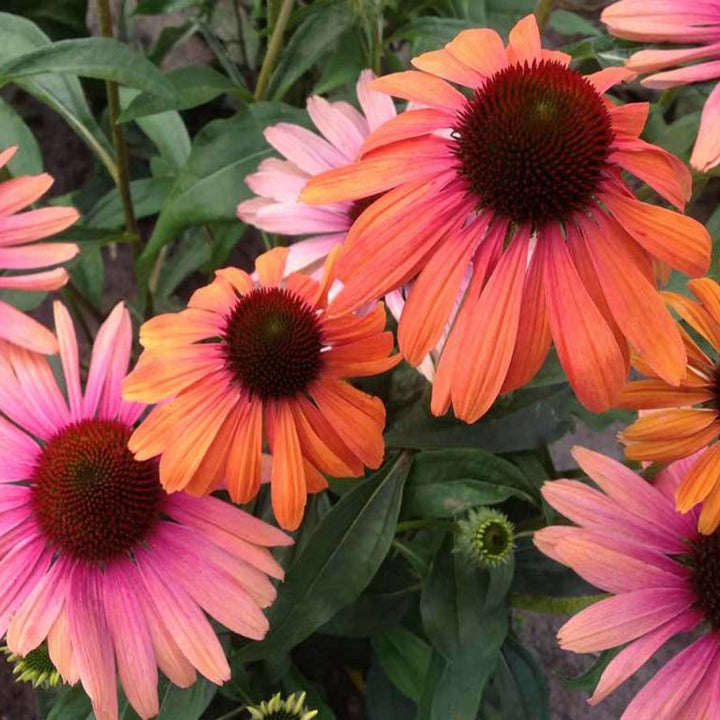 Echinacea purpurea 'Rainb299' Butterfly™ Rainbow Marcella Coneflower, 1 Gallon Perennial