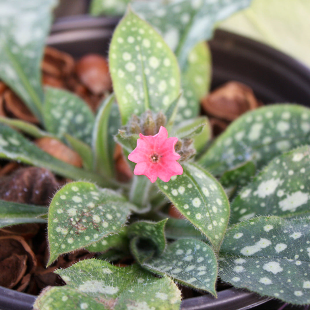 Pulmonaria x 'Shrimps On The Barbie' Pulmonaria, 1 Gallon Perennial