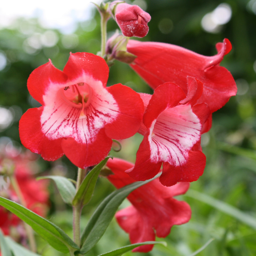 Penstemon hartwegii 'Peptalk Red' PepTalk® Red Scarlet Penstemon, 1 Gallon Perennial