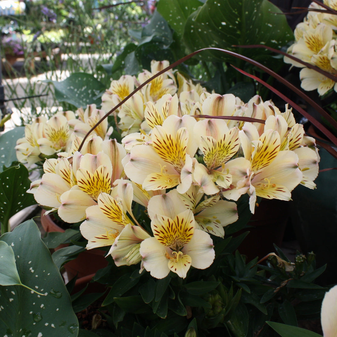 Alstroemeria x 'Inca Sundance' Inca Sundance® Peruvian Lily, 12 Inch Perennial