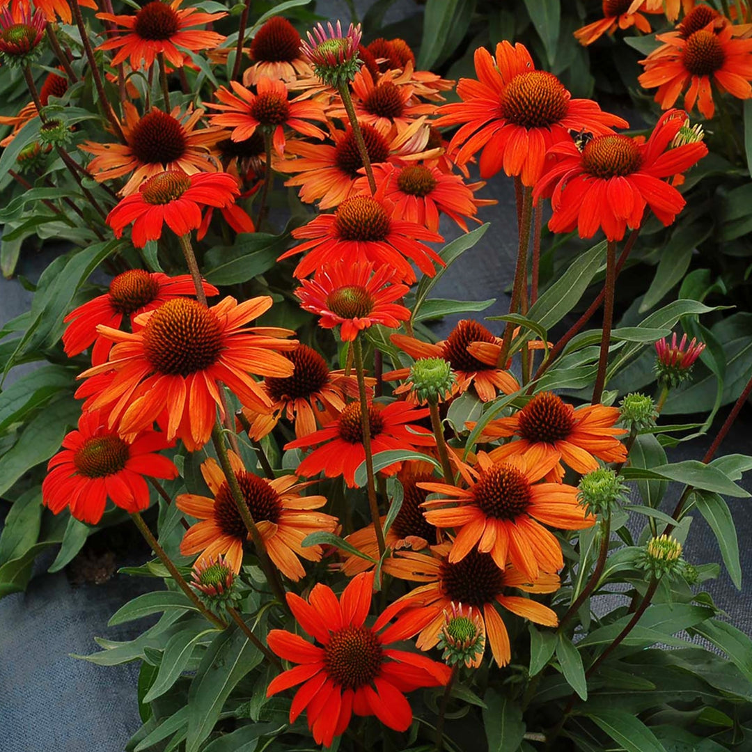 Echinacea x 'TNECHKIO' PP28769 Kismet® Intense Orange Coneflower, 12 Inch Perennial