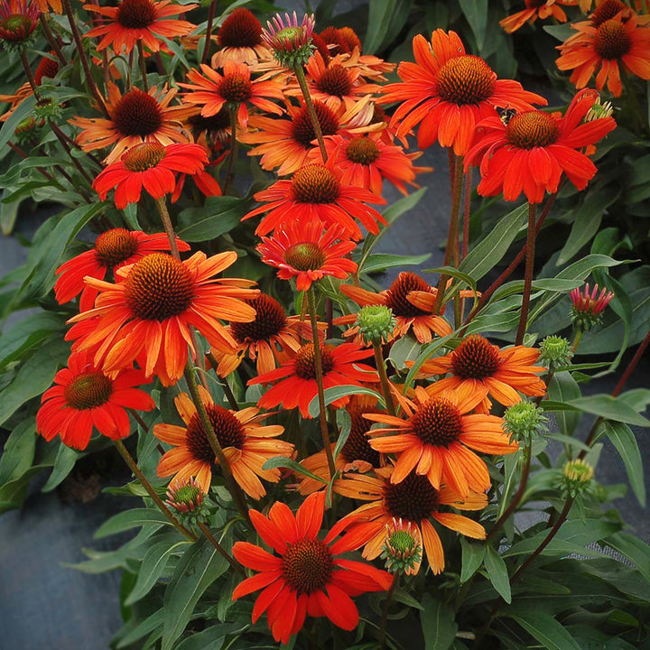 Echinacea x 'TNECHKIO' PP28769 Kismet® Intense Orange Coneflower, 1 Gallon Perennial