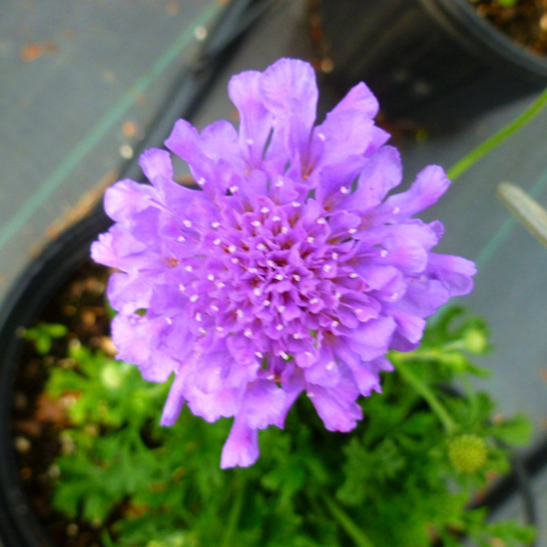 Scabiosa columbaria 'Balfluttdelu' PP28043 Flutter™ Deep Blue Pincushion Flower, 1 Gallon Perennial