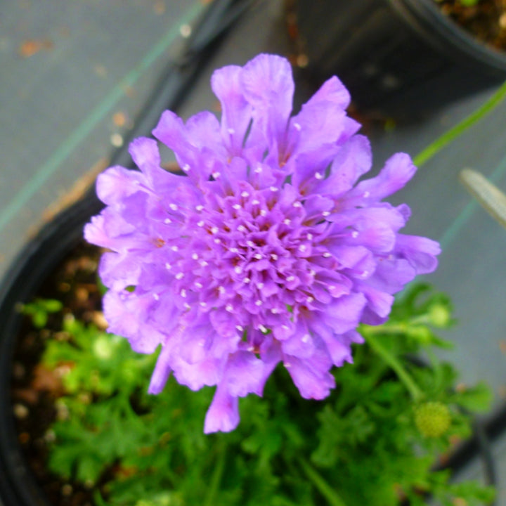 Scabiosa columbaria 'Balfluttdelu' PP28043 Flutter™ Deep Blue Pincushion Flower, 1 Gallon Perennial
