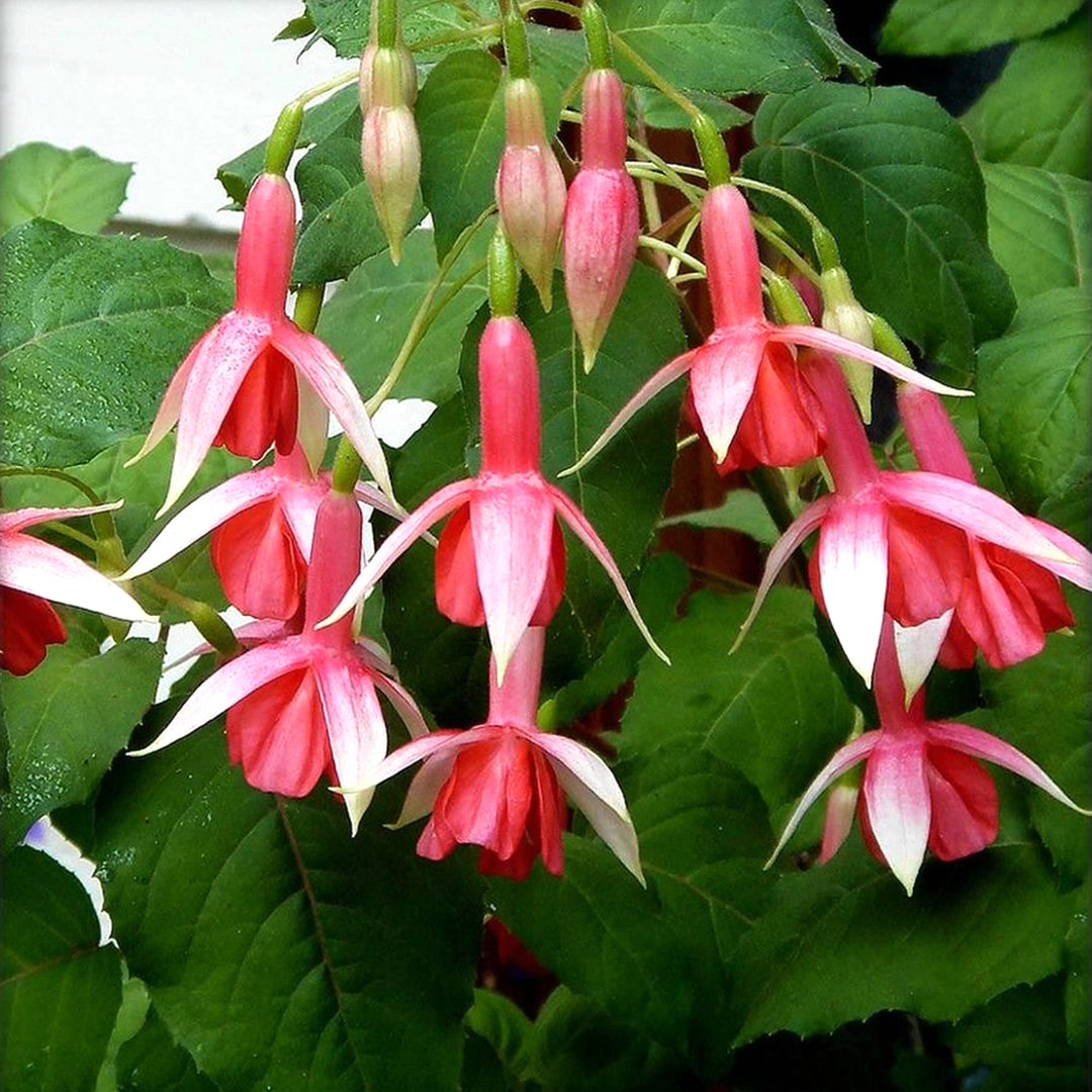 Fuchsia magellanica 'Yolanda Franck' Hardy Fuchsia, 1 Gallon Perennial