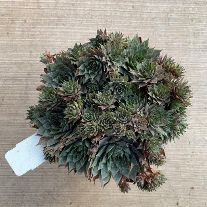 Sempervivum 'Commander Hay' Hens & Chicks, 1 Quart Perennial