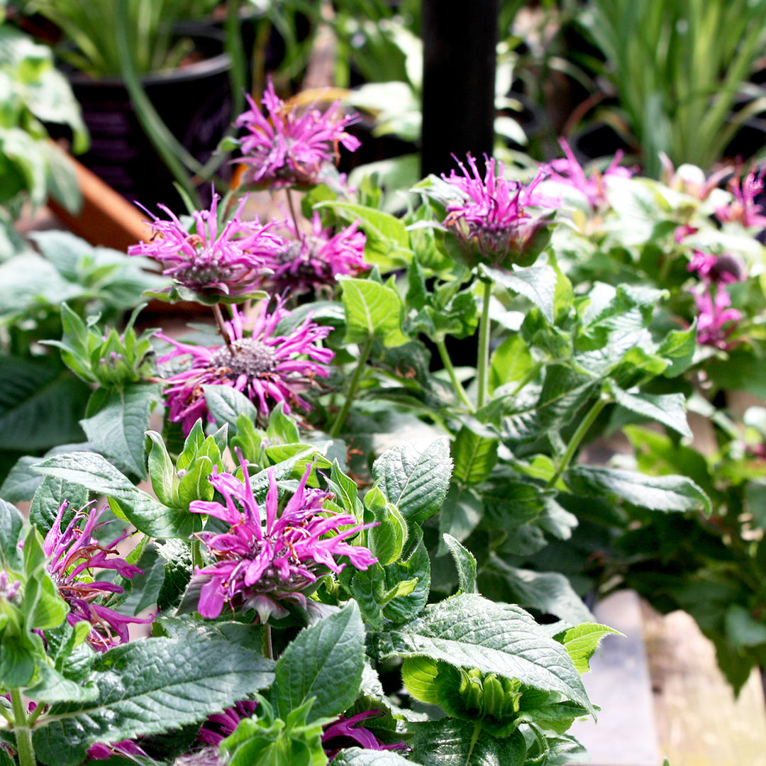 Monarda didyma 'Pocahontas Deep Purple' Bee Balm, 1 Gallon Perennial