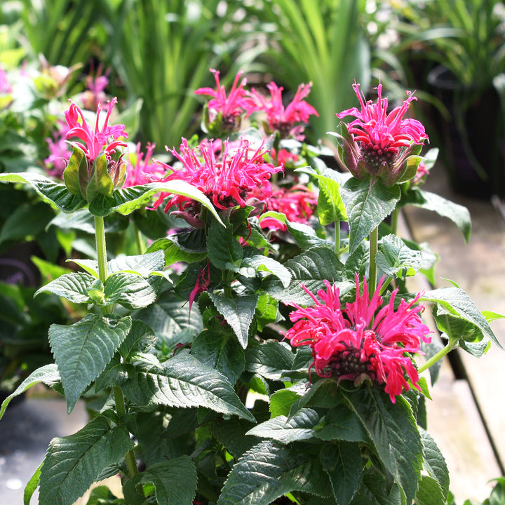 Monarda didyma 'Pocahontas Red Rose' Bee Balm, 1 Gallon Perennial