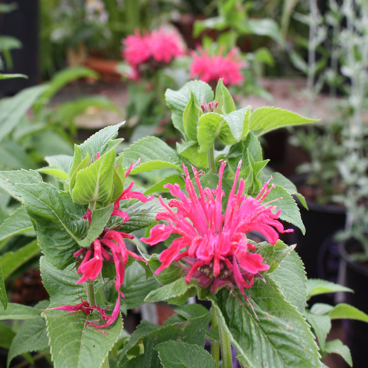 Monarda didyma 'Pocahontas Red Rose' Bee Balm, 1 Gallon Perennial