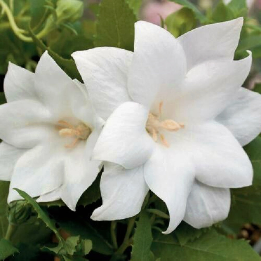 Platycodon grandiflorus 'Astra Semi Double White' Balloon Flower, 1 Gallon Perennial