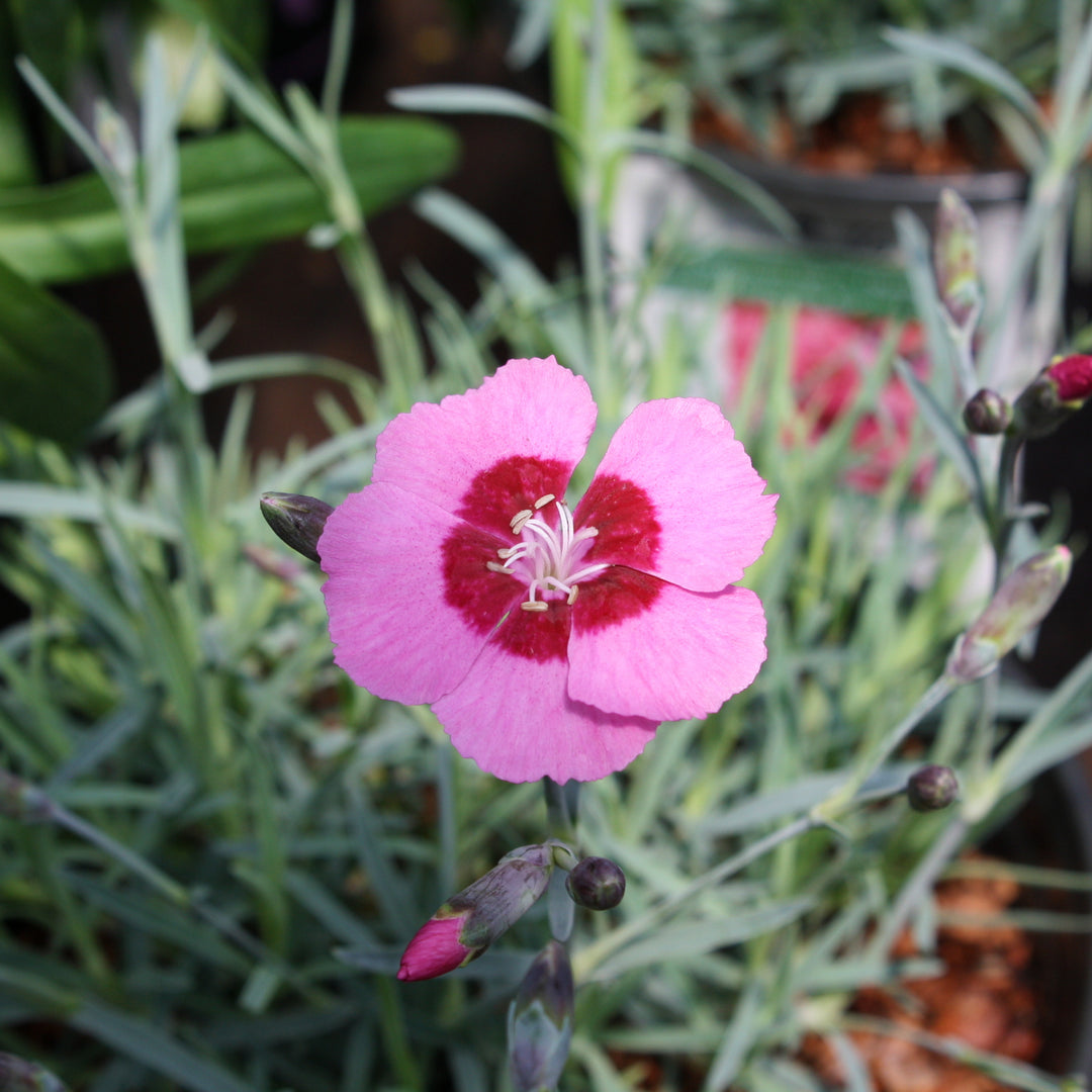 Dianthus x 'NOREEN' PP20369 Peppermint Star™ Carnation, 1 Gallon Perennial