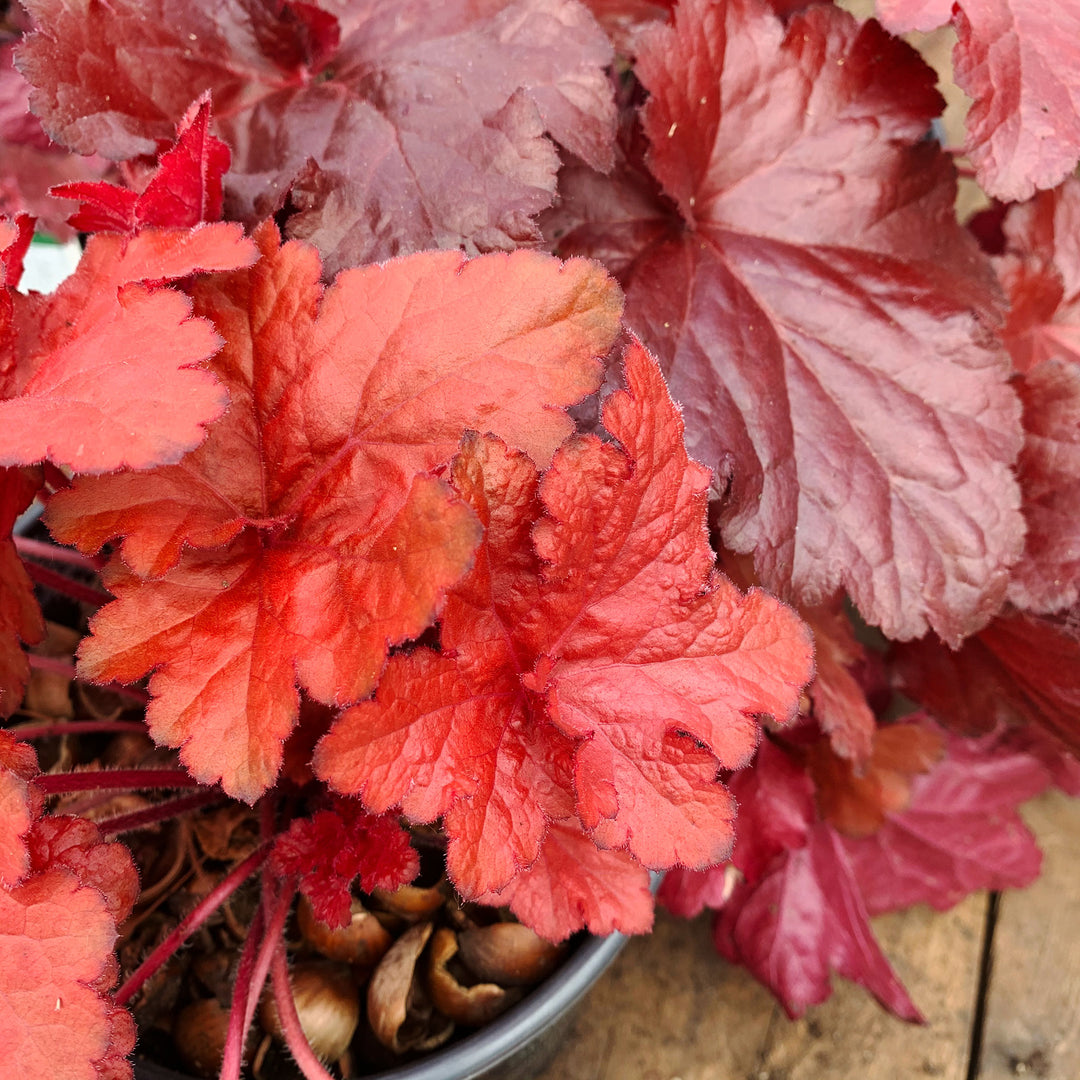 Heuchera 'TNHEUFR' PP29644 Forever® Red Coral Bells, 1 Gallon Perennial