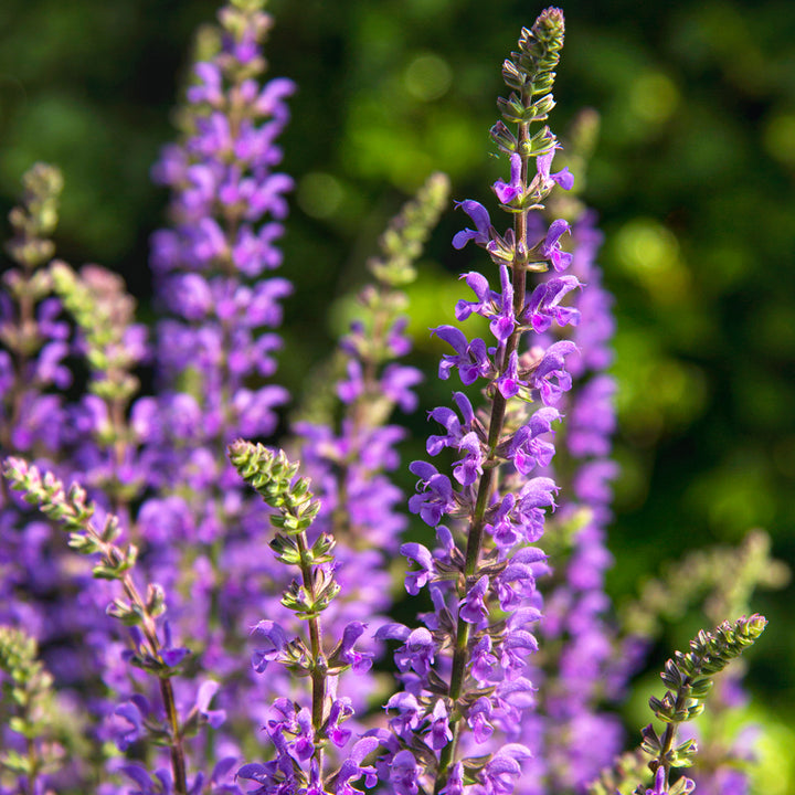 Salvia nemorosa 'Spring King' Salvia, 1 Gallon Perennial