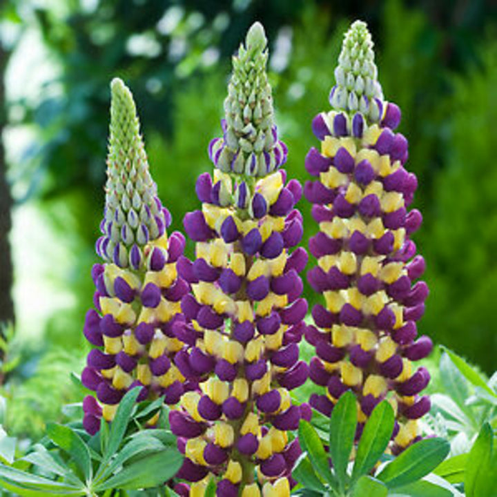 Lavandula stoechas 'Anouk Deluxe 202001' PP36612 Anouk Burgundy Spanish Lavender, 1 Gallon Perennial