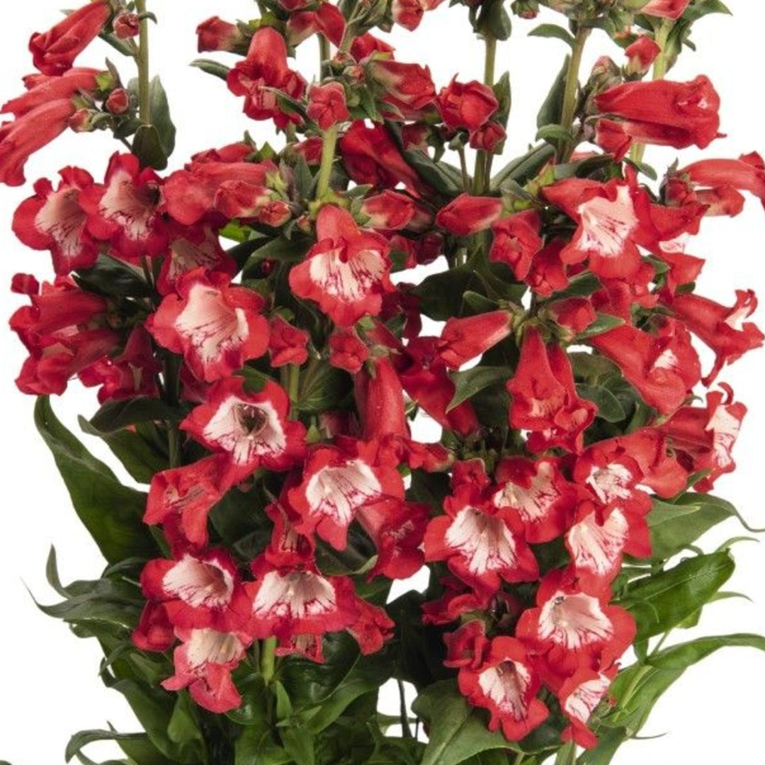 Penstemon hartwegii 'Peptalk Cerise' PepTalk® Cerise Scarlet Penstemon, 1 Gallon Perennial