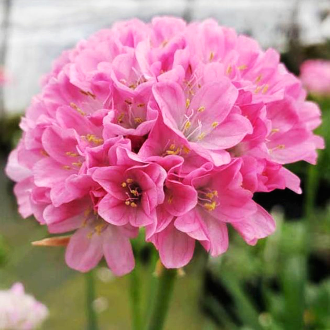 Armeria pseudarmeria 'Daydream' PP29381 Dreameria® Daydream Thrift, 1 Quart Perennial