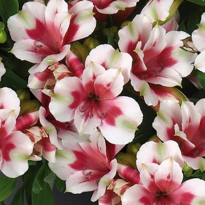 Alstroemeria x 'Tesmaya' PP22269 Inticancha® Maya Peruvian Lily, 12 Inch Perennial