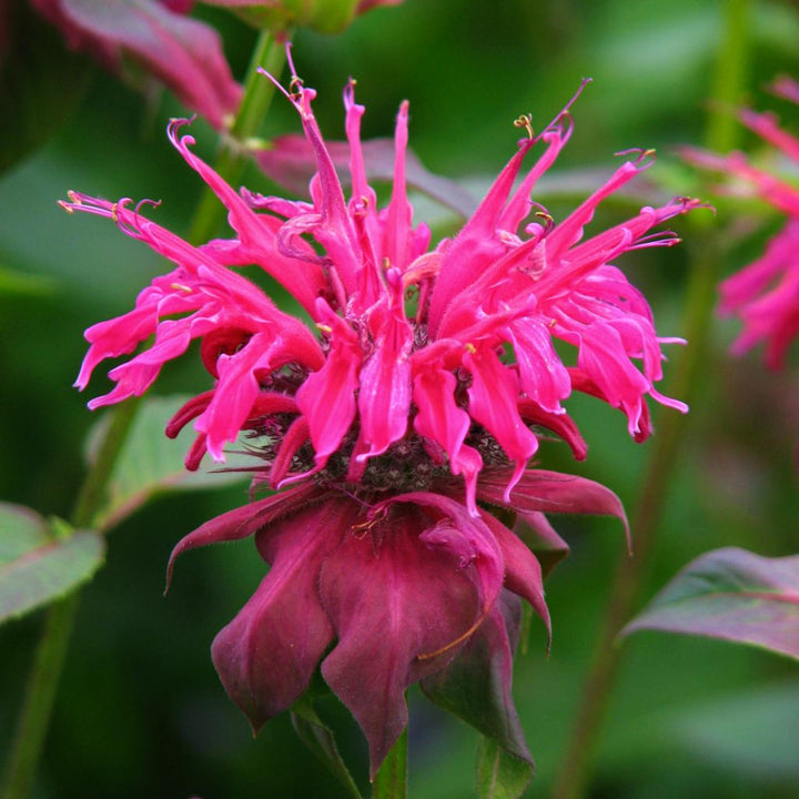 Monarda didyma 'Pocahontas Pink' Bee Balm, 1 Gallon Perennial