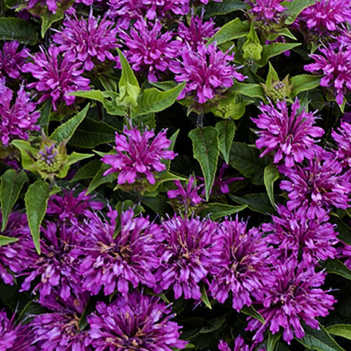 Monarda didyma 'Pocahontas Pink' Bee Balm, 1 Gallon Perennial