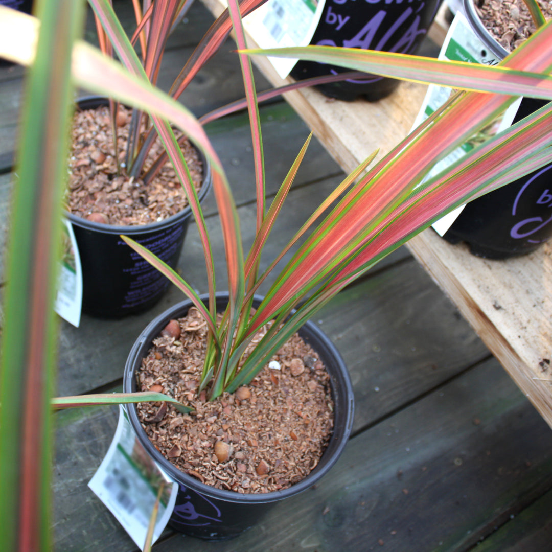 Phormium 'Jester' New Zealand Flax, 1 Quart Perennial