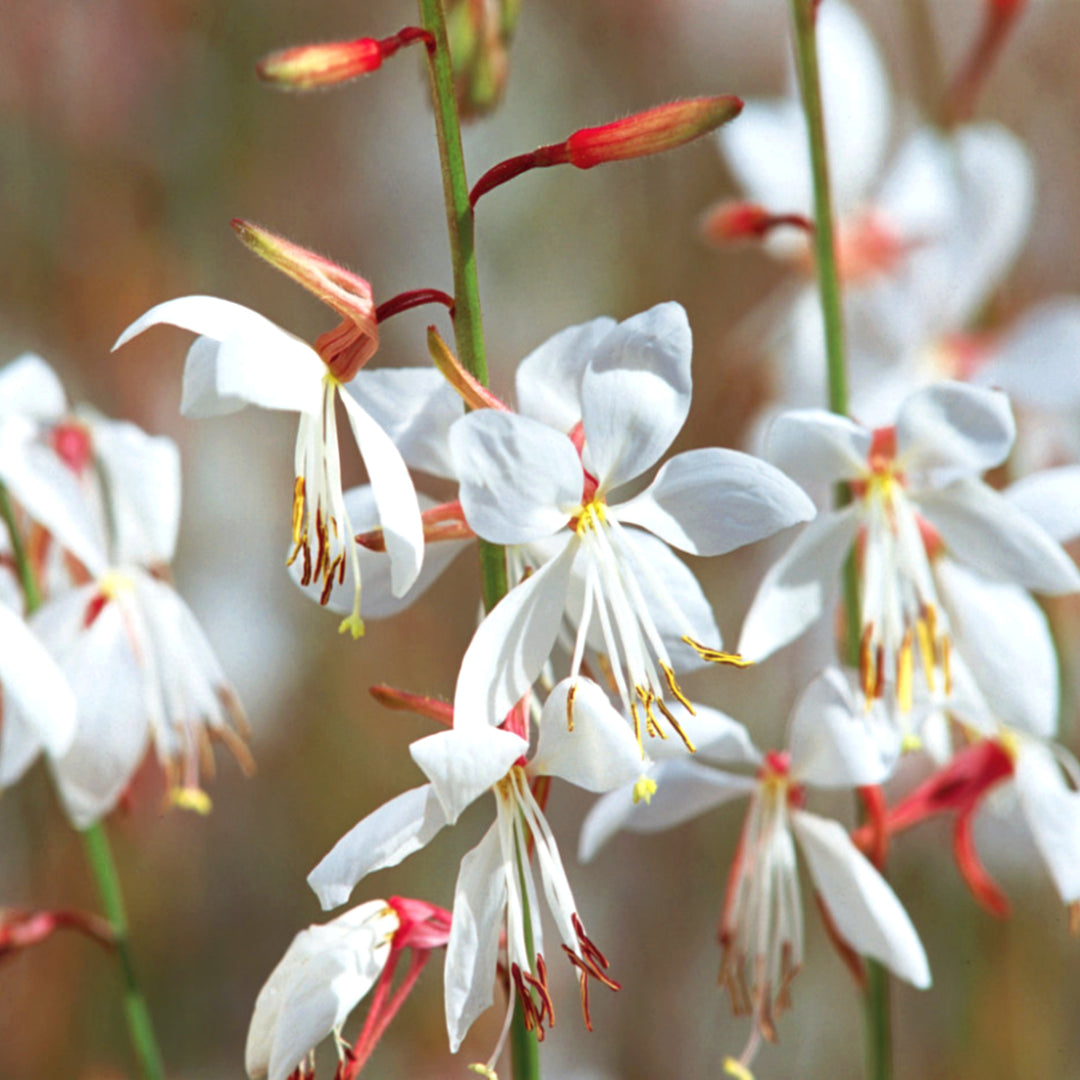Gaura lindheimeri 'Baltincite' PP20326 Ballerina™ White Wand Flower, 1 Gallon Perennial