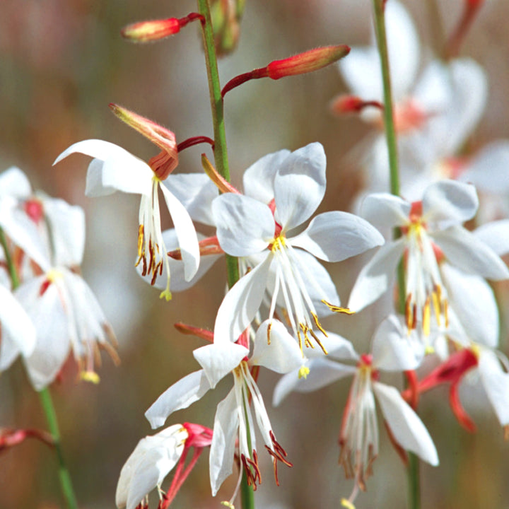 Gaura lindheimeri 'Baltincite' PP20326 Ballerina™ White Wand Flower, 1 Gallon Perennial