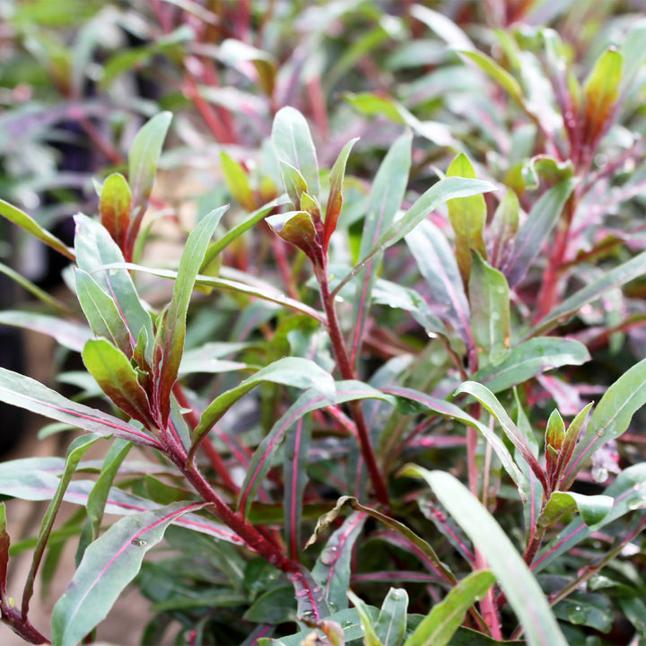 Gaura lindheimeri 'Baltincite' PP20326 Ballerina™ White Wand Flower, 1 Gallon Perennial