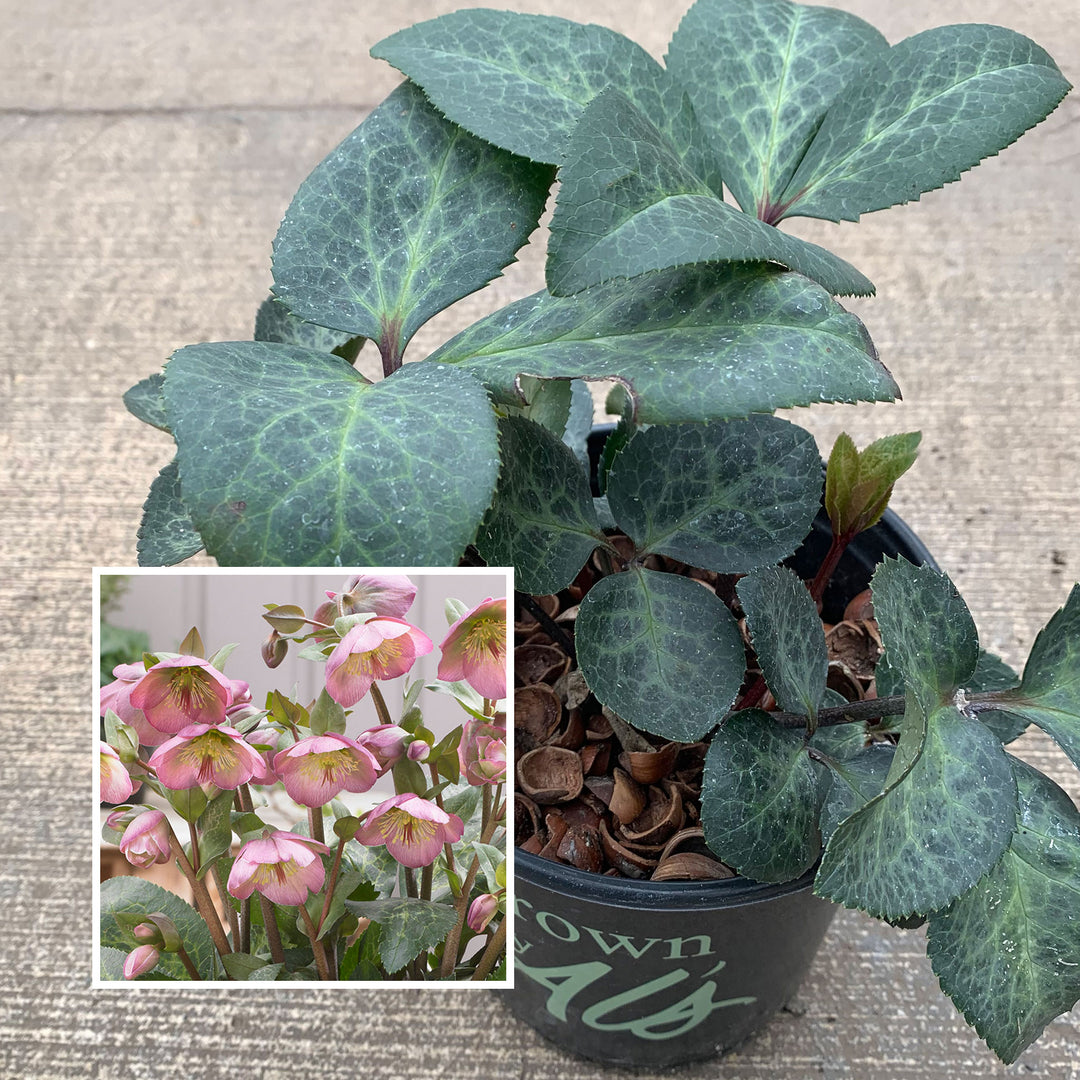 Helleborus x 'EPB 29' PP28010 Frostkiss® Dorothy's Dawn Hellebore, 1 Gallon Perennial