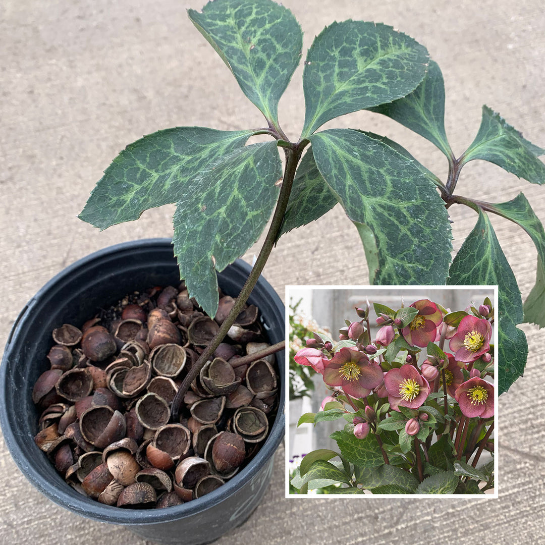 Helleborus x 'RD9' PP27121 Frostkiss® Pippas Purple Hellebore, 1 Gallon Perennial