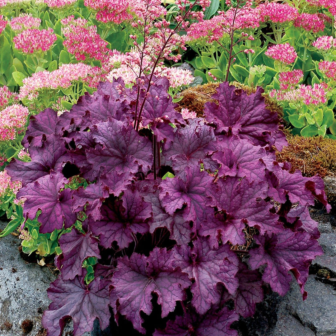Heuchera 'TNHEUGA' PP30932 Grande™ Amethyst Coral Bells, 1 Gallon Perennial