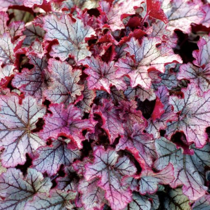 Heuchera 'TNHEUGA' PP30932 Grande™ Amethyst Coral Bells, 1 Gallon Perennial