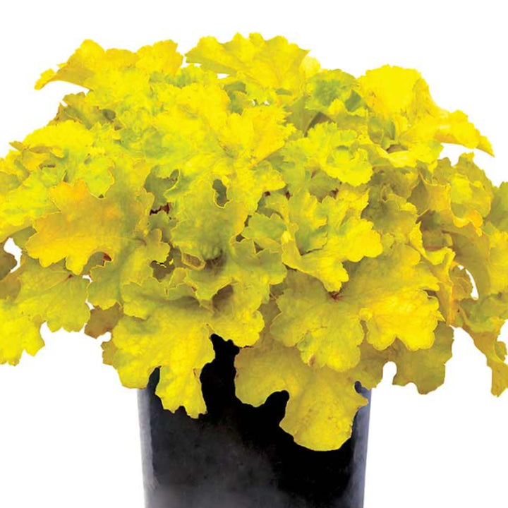 Heuchera 'Lemon Supreme' PPAF Coral Bells, 1 Gallon Perennial