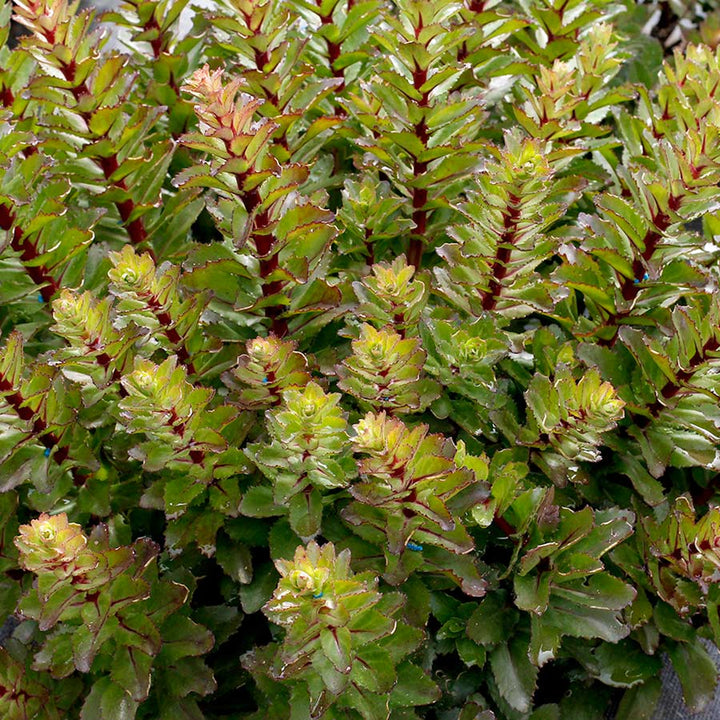 Hylotelephium spectabile 'TNSEDDM' PP30587 Double Martini Tall Sedum, 1 Gallon Perennial
