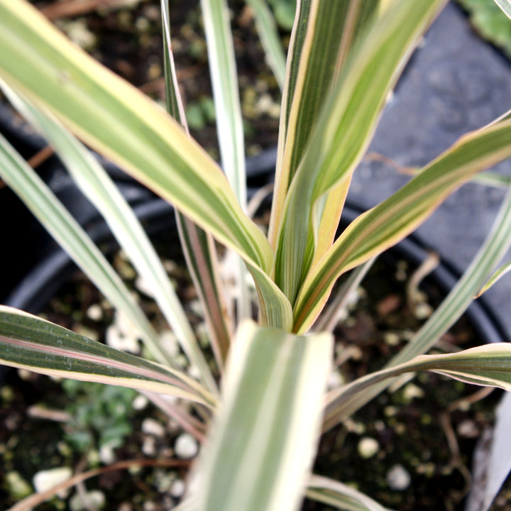 Cordyline australis 'Torbay Dazzler' Cordyline, 1 Quart Perennial