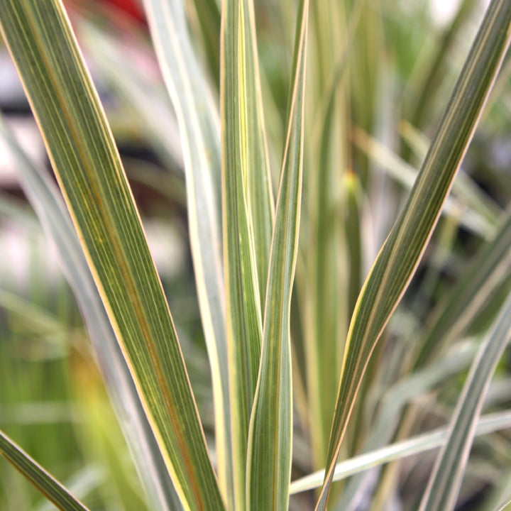 Cordyline australis 'Torbay Dazzler' Cordyline, 1 Quart Perennial