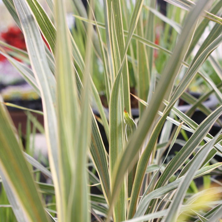 Cordyline australis 'Torbay Dazzler' Cordyline, 1 Quart Perennial