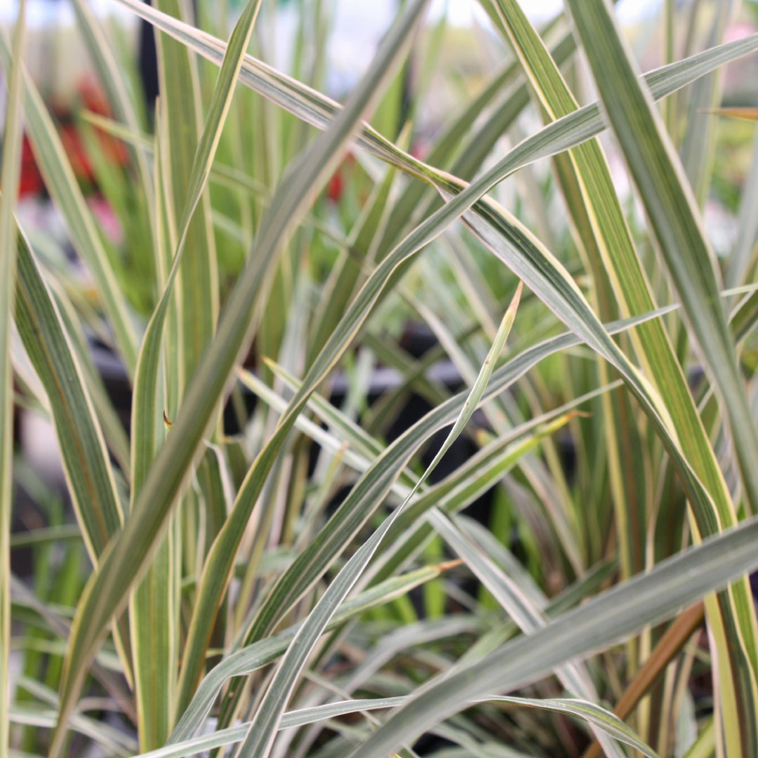 Cordyline australis 'Torbay Dazzler' Cordyline, 1 Quart Perennial